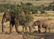 Petualangan Mendalami Kehidupan Gajah Liar di Afrika