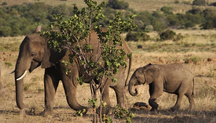 Petualangan Mendalami Kehidupan Gajah Liar di Afrika