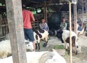Kades Renged “Nyambi” Jadi Bandar Hewan Qurban