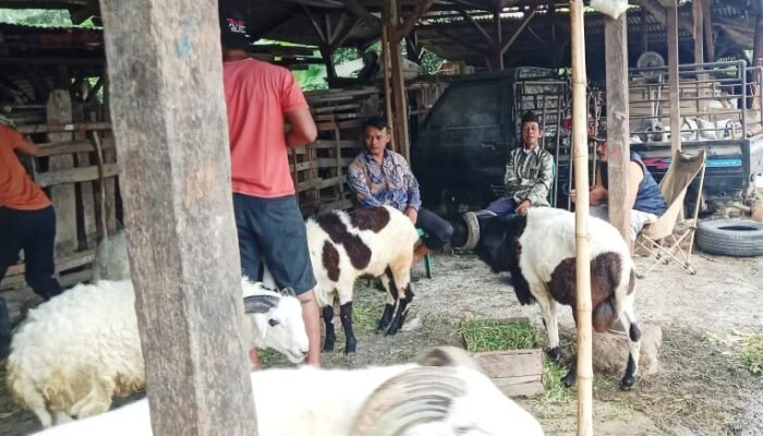 Kades Renged  “Nyambi” Jadi Bandar Hewan Qurban
