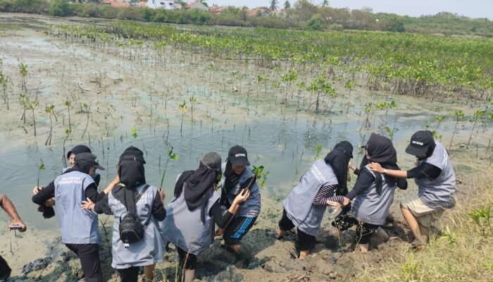 Edukasi Konservasi Mangrove, Universitas Tangerang Raya, Taman Mangrove Ketapang, Mauk