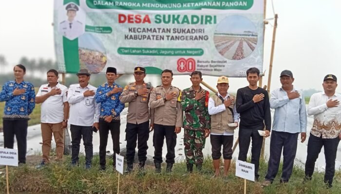Dukung Swasembada Pangan, Desa Sukadiri dan Polsek Mauk Gelar Tanam Jagung