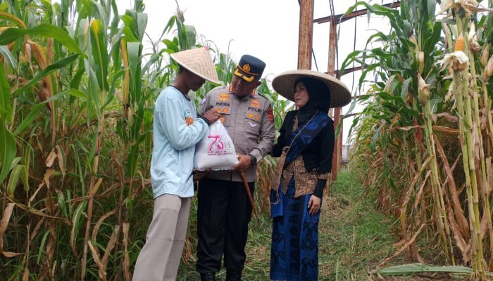 Kapolresta Tangerang Hadiri Panen Jagung Hibrida Serentak Program Ketahanan Pangan di Desa Gintung